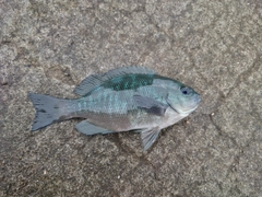 ヘダイの釣果