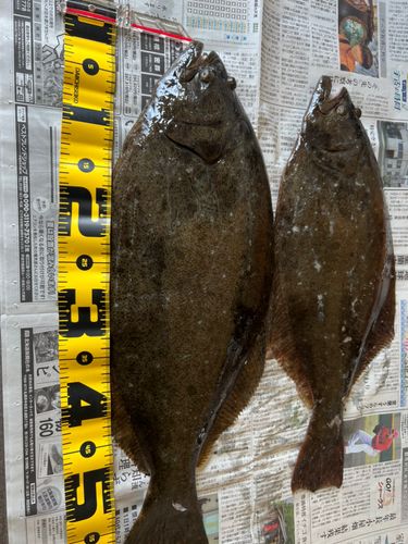 ヒラメの釣果