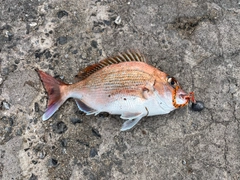 マダイの釣果