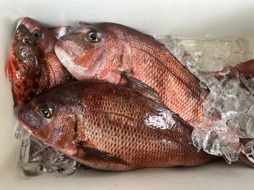 マダイの釣果