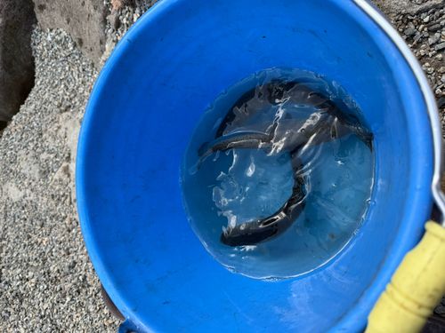 レインボートラウトの釣果
