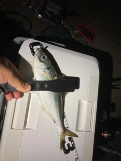 マアジの釣果