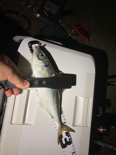 マアジの釣果