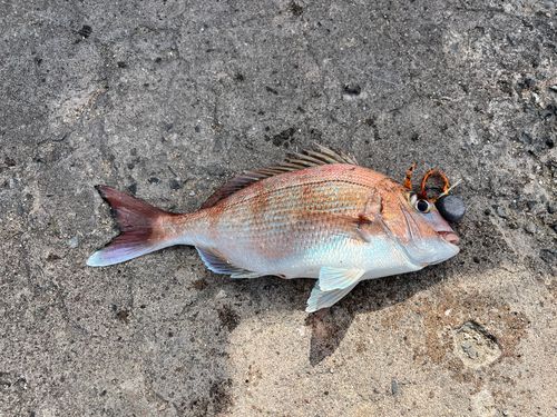 マダイの釣果