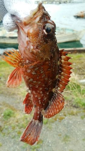 アラカブの釣果