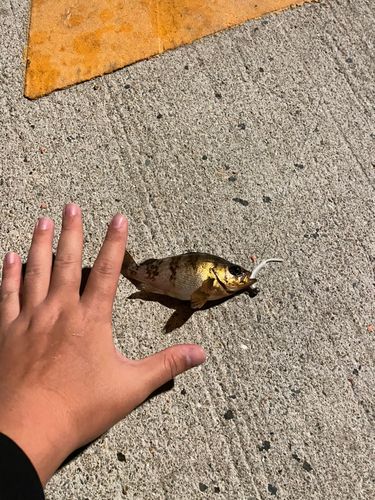 アカメバルの釣果