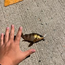 アカメバル