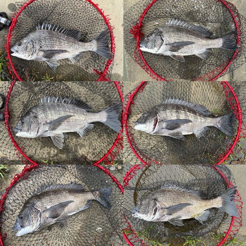 クロダイの釣果