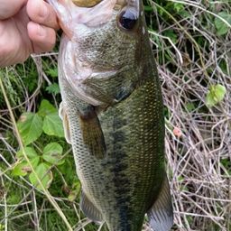 ラージマウスバス