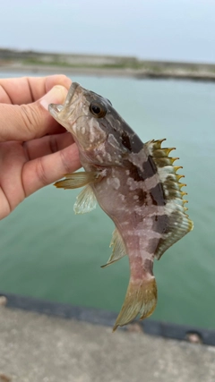 ハタの釣果