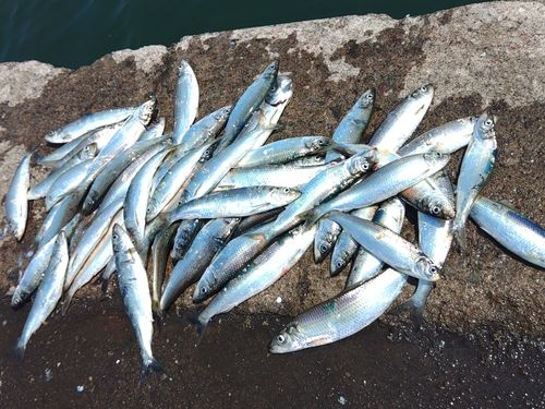ニシンの釣果