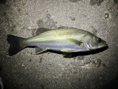 スズキの釣果