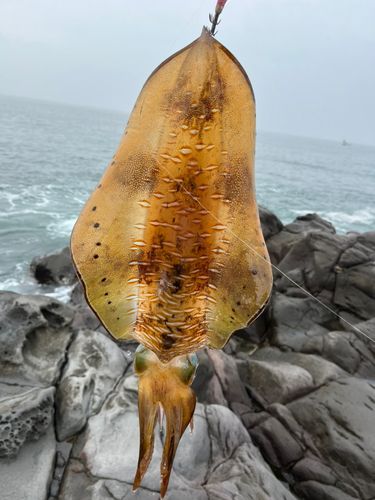 アオリイカの釣果