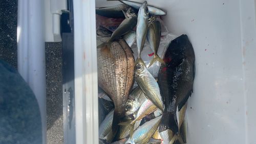 ウミタナゴの釣果