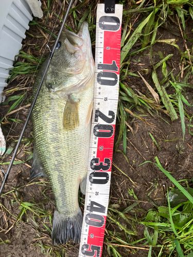 ラージマウスバス