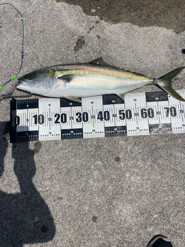 ハマチの釣果