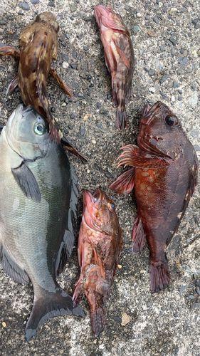 カサゴの釣果