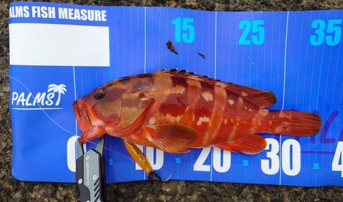 アカハタの釣果