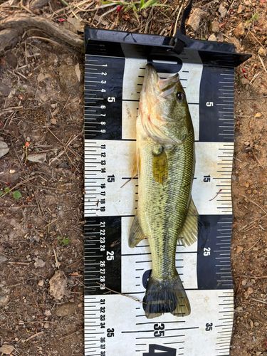 ラージマウスバスの釣果