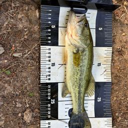 ラージマウスバス