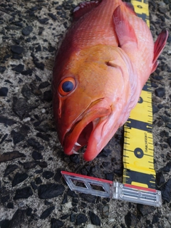 バラフエダイの釣果