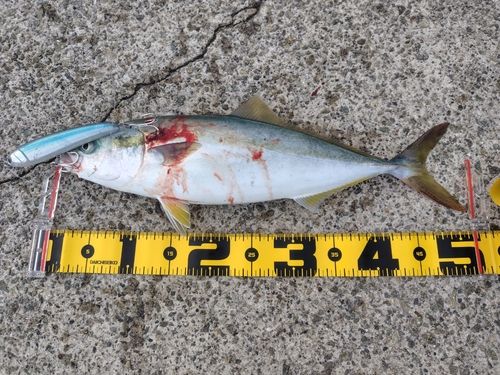 ハマチの釣果