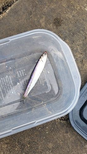 カタクチイワシの釣果