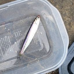 カタクチイワシ