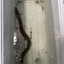 ウナギ