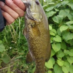 スモールマウスバス