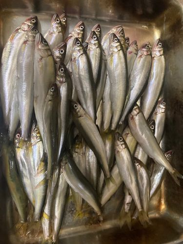 コアユの釣果