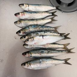 カタボシイワシ