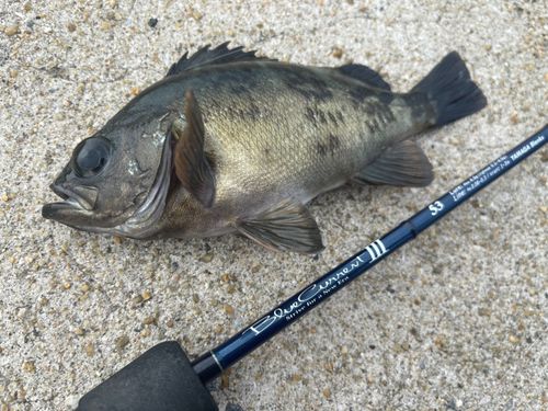 クロメバルの釣果
