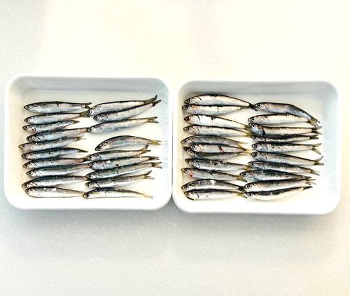 カタクチイワシの釣果