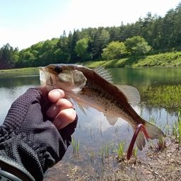 ラージマウスバス