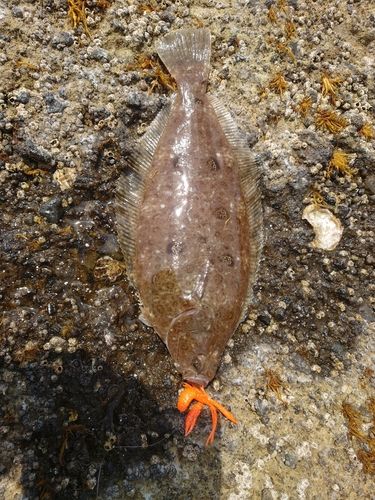 ミズクサガレイの釣果