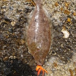 ミズクサガレイ