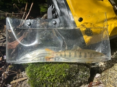 アマゴの釣果