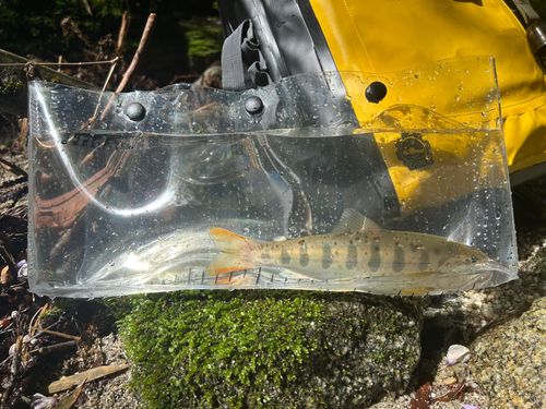 アマゴの釣果