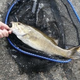 スモールマウスバス