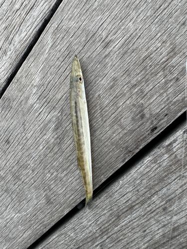カマスの釣果