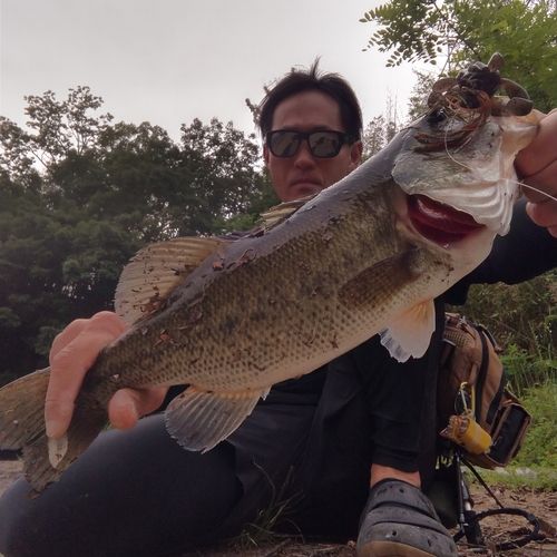 ブラックバスの釣果