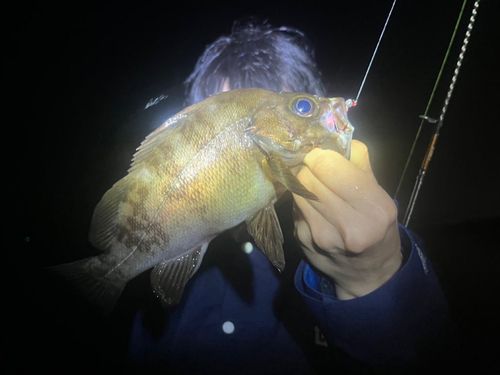 メバルの釣果