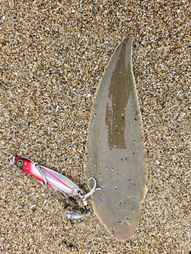 シタビラメの釣果