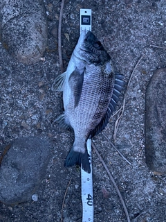 クロダイの釣果