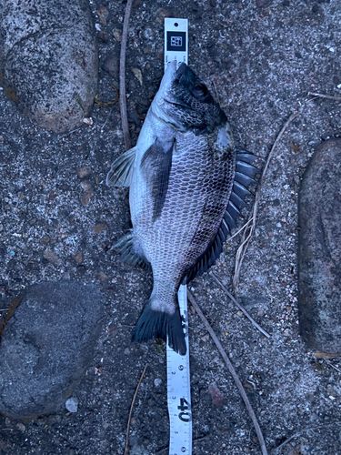 クロダイの釣果