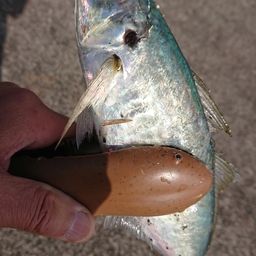 アジ