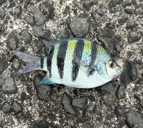 オヤビッチャ