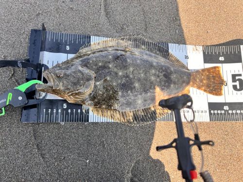 ヒラメの釣果