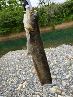 ナマズの釣果